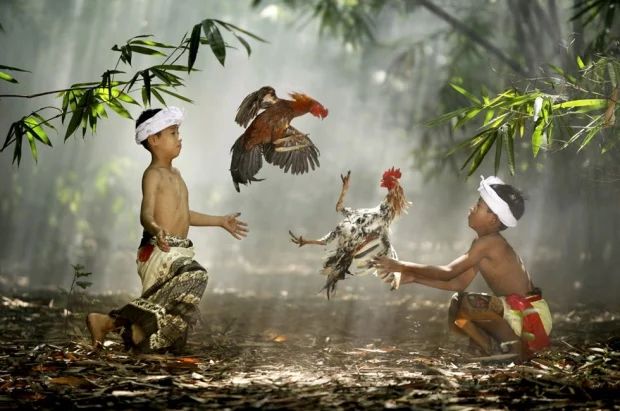Chất lượng dinh dưỡng của gà bố mẹ đóng vai trò quan trọng trong sự phát triển của phôi.